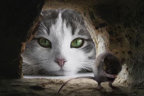 梦见小猫抓老鼠周公解梦