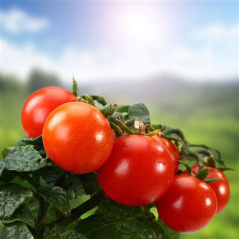 梦见很多成熟的西红柿