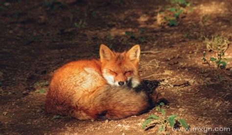 梦见打死狐狸是什么预兆周公解梦