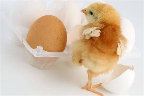 梦见收鸡蛋是什么兆头