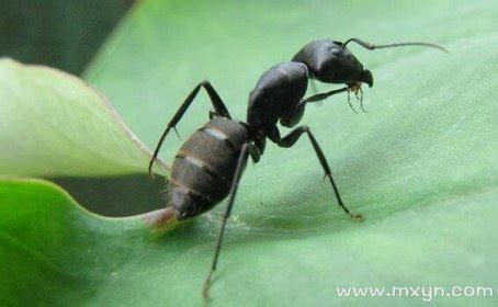 梦见满地蚂蚁是什么预兆