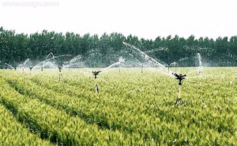 梦见灌溉农田的水很大
