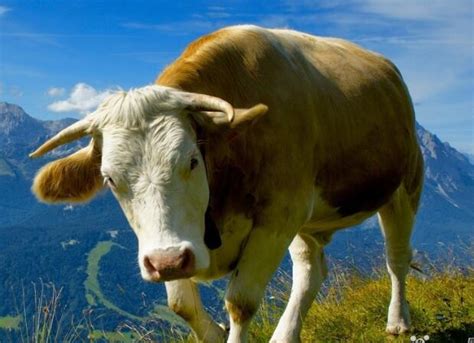 梦见牛是什么预兆解梦