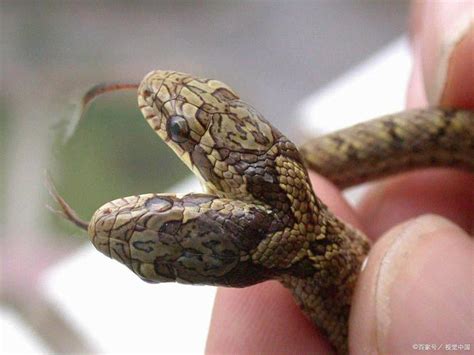 梦见特别多的小蛇是什么预兆