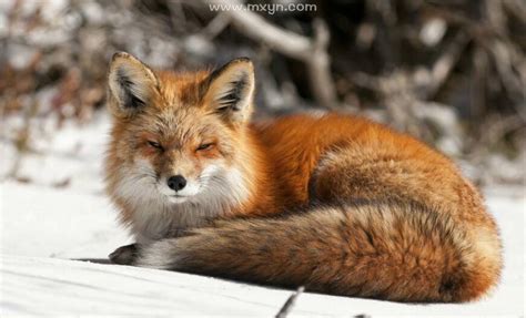 梦见狐狸是仙家在暗示什么