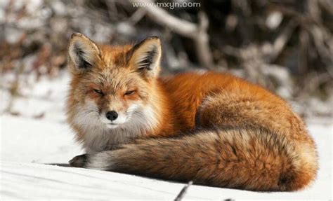 梦见狐狸跟着是什么意思