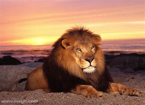 梦见狮子什么预兆周公解梦