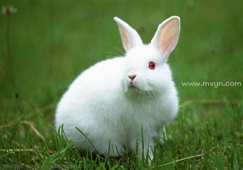 梦见白兔子跑了周公解梦
