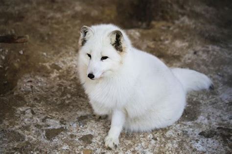 梦见白狐狸是什么征兆