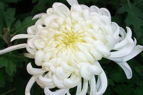 梦见白色的菊花