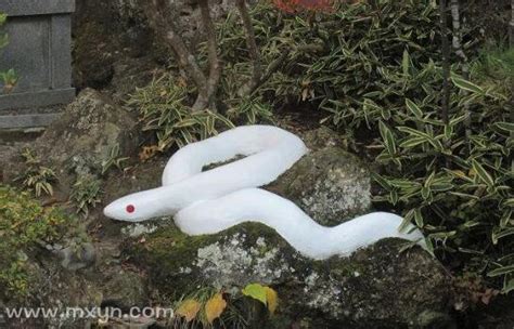 梦见白蛇在身边是什么预兆