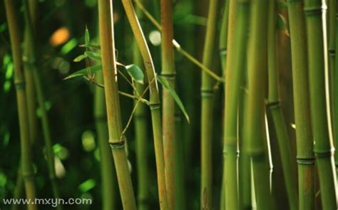 梦见竹子是什么预兆