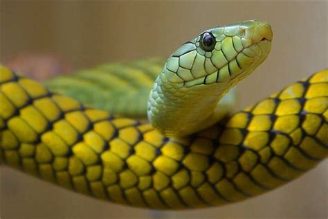 梦见绿色的大蛇是什么意思