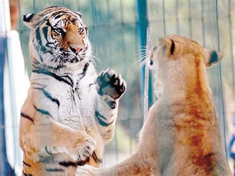 梦见老虎和狮子追赶是什么意思