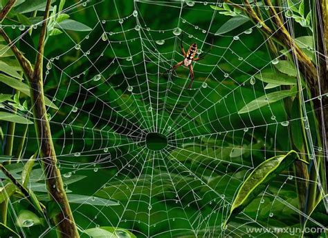 梦见蜘蛛网和蜘蛛