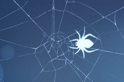 梦见蜘蛛网粘身上是什么意思