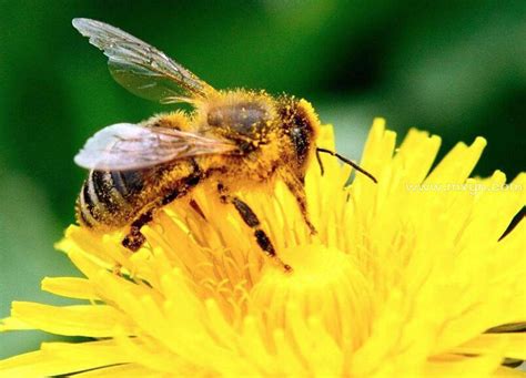 梦见蜜蜂什么预兆周公解梦