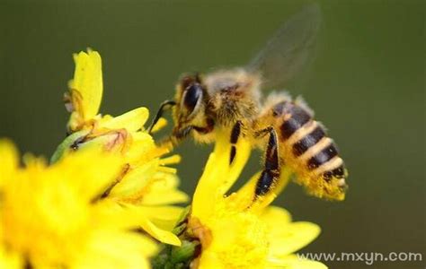梦见蜜蜂是什么预兆周公解梦