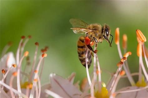 梦见蜜蜂追着蛰自己是什么预兆