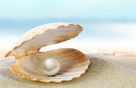 梦见贝壳里面有珍珠是什么意思