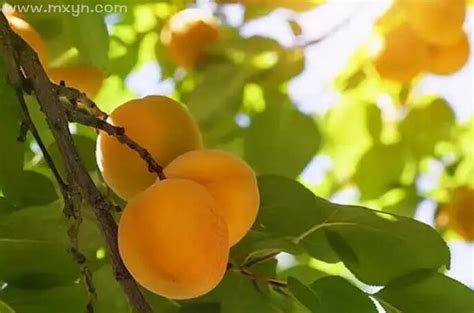 梦见黄杏成熟打黄杏是什么意思