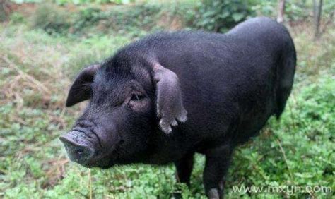 梦见黑猪代表什么