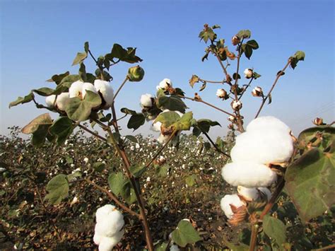 棉花怎么样才能种植