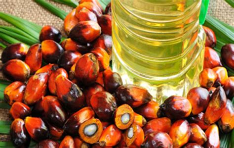 棕榈油为什么是固态