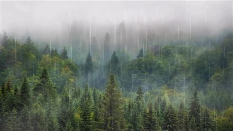 森林雨景实拍
