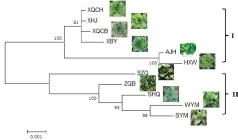 植物分子育种序列图