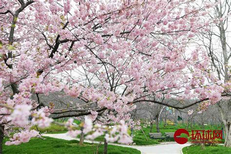 樱花树下盛开时