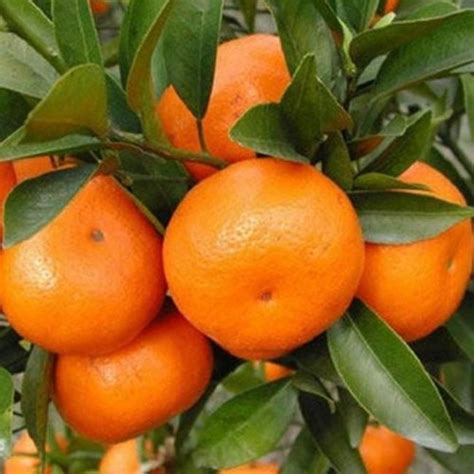 橘子籽可以种橘子吗
