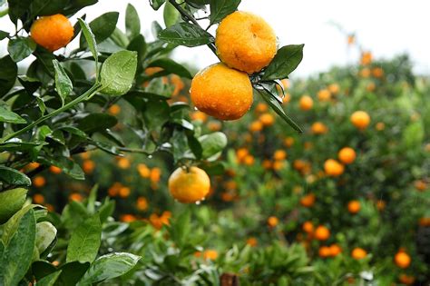 橘树种植技术