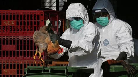 欧洲暴发大规模禽流感真相