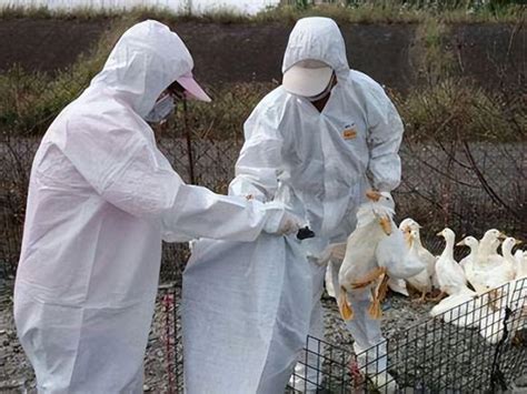 欧洲爆发史上最大规模的禽流感