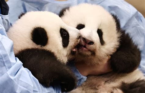 欧美明星来中国看熊猫幼崽