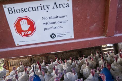 欧美遭史上最严重禽流感死亡