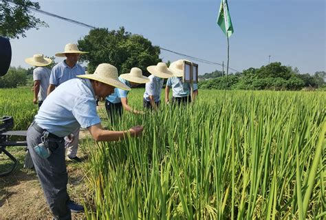 水稻新品种与高产高效栽培技术