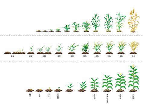 水稻生长发育八个阶段