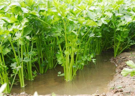 水芹菜如何种植在水里生长