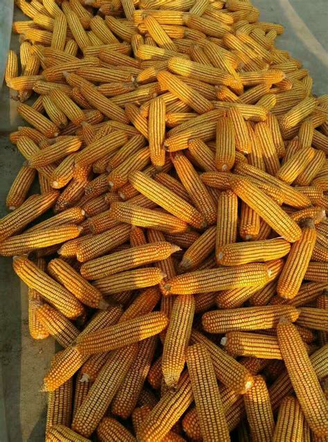 永城今日玉米农户能卖多少钱一斤