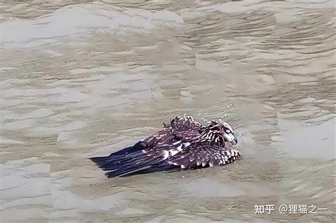江苏新闻一只老鹰在南京中暑坠江