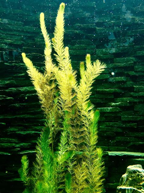 江苏沉水植物种植图片