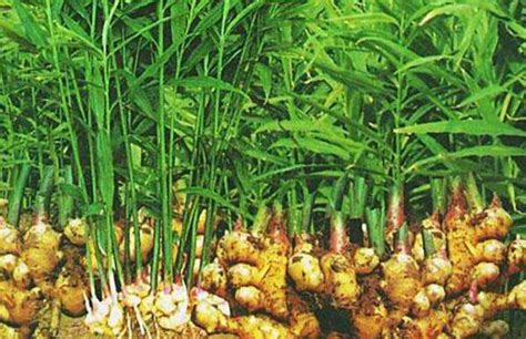沙姜种植方法和管理技术