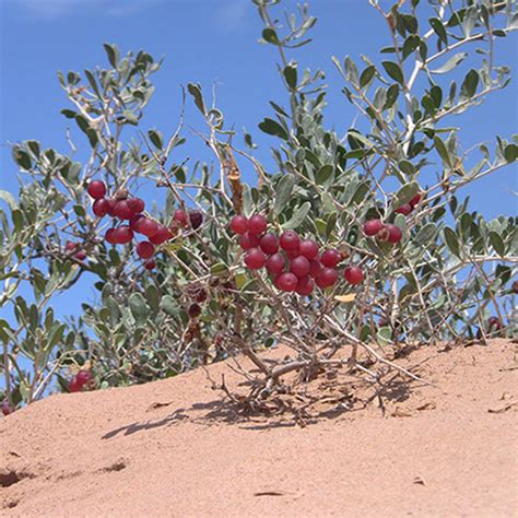 沙漠鲜果