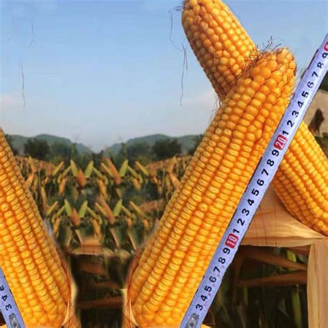河北春播玉米种高产品种