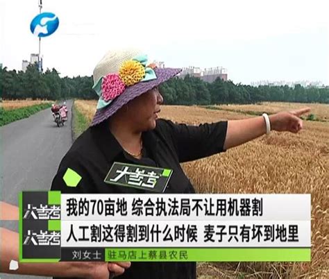 河南农妇手割70亩小麦
