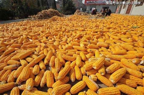 河南商丘今日玉米价一斤多少钱