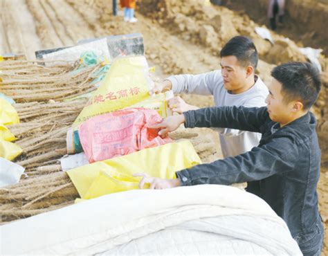 河南村民挖山药的故事图片