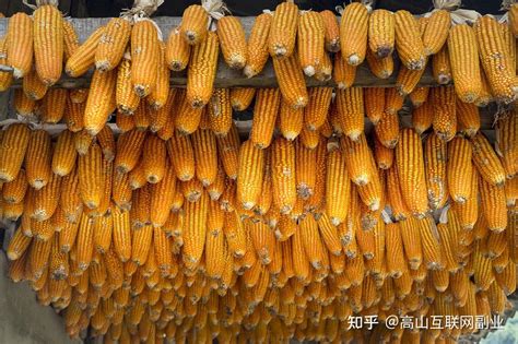 河南永城玉米最新价格今天